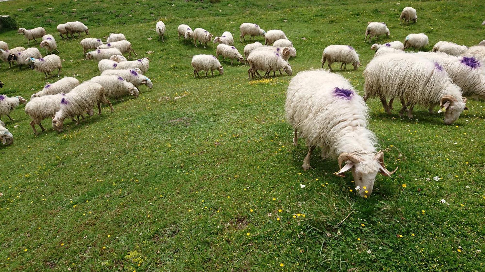 Superbe Logement 12 Pers Famille Ou Groupe. Laruns Dış mekan fotoğraf